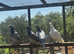 racing pigeons