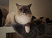 Blue point mitted male Ragdoll