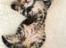 2 kittens
