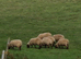 Suffolk weather lambs.