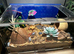 5 blue death feigning beetles and enclosure
