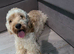 F1 female Cockapoo