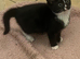 Last beautiful kitten - Girl