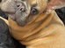 16 month french bulldog
