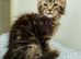 Reduced to £650 pure bred Mainecoon kitten only 1 left