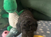 Miniature poodle
