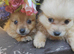 8 weeks old pameranian puppies