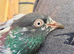 ***pigeons***