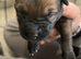 Belgian shepherd puppies