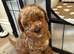 Beautiful F1bb Red Cavapoo Puppy – Only 1 Gorgeous Girl Remaining \(Purple Collar\) **