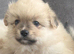 Pomeranian puppies
