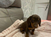 Beautiful dachshund puppies