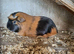 2 boar available