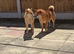 Exceptional puppis arę waiting for their news home
