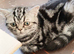 Bsh.Silver Tabby.