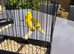 Fife Canaries for sale