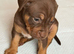 Staffy puppies