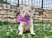 Fluffy pink French bulldog female