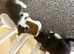 Affectionate loving kittens looking for forever home.