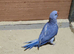 Baby ringneck