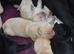Beautiful Labrador Puppies.