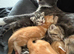 2 tabby kittens for sale