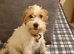 Rare Opportunity To Obtain Fully Trained Parson Terrier.
