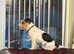 Jack Russell for stud