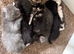 Beautiful Kittens for Sale