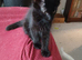 Maine Coon Kittens For Sale Ready Now