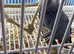 Super tame African grey parrots