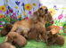 Stunning toy cockapoos