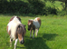 MINI SHETLAND colt foal, spsbs reg.