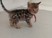 2 stunning pure breed bengal kits
