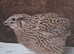 Jumbo coturnix quail POL