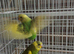 Split black wing carrier baby budgies