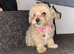 F1 maltipoo puppies READY NOW Dad Russian poodle