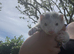 Make ferret 10 weeks old