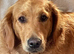 Fox red golden retriever pup boy RKC registered ready now