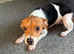 Loving beagle mix looking for forever home