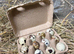 Fertile Coturnix Quail Hatching eggs