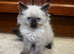 Beautiful Ragdoll Kittens - Ready for Their New Homes