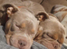 Exotic bully