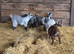 Pygmy Goat Wethers