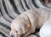 Beautiful Golden retriever puppies