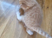 Kittens for sale