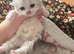 6 x persian x cross kittens