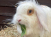 Beautiful Mini Lion Lop Female