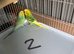 4 Budgies breeding pair for sale