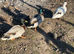 Male call ducks